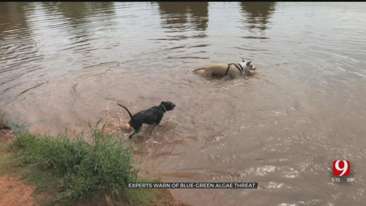 Oklahoma Cities Testing For Dog-Killing Blue-Green Algae At Ponds, Lakes