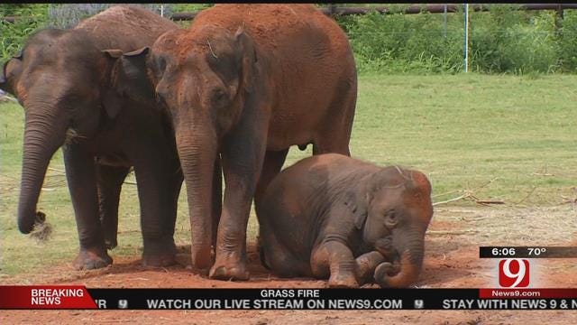 Zoo Shocked By Death Of Chai The Elephant