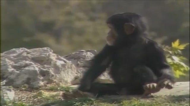 WEB EXTRA: Dr. Jane Goodall Visits Tulsa Zoo In 1988