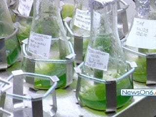TU Research Suggests Nation's Next Big Fuel Source Could Be Algae