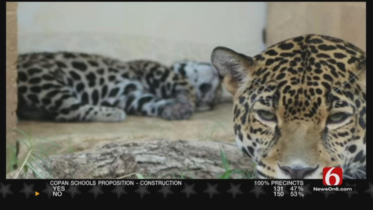 Wild Wednesday: Tulsa Zoo's Newest Jaguar Gender Reveal