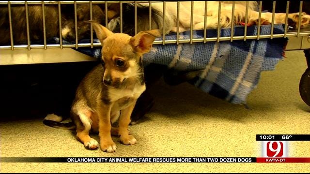 25 Dogs Rescued From Filthy Conditions Outside NW OKC Home