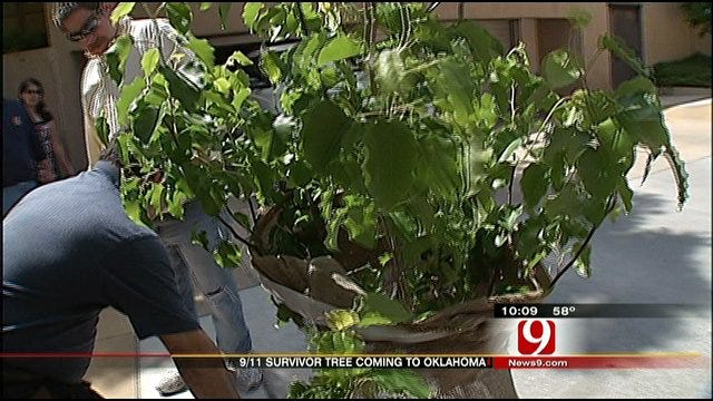9/11, Oklahoma Bombing Survivor Trees To Be Planted Side By Side