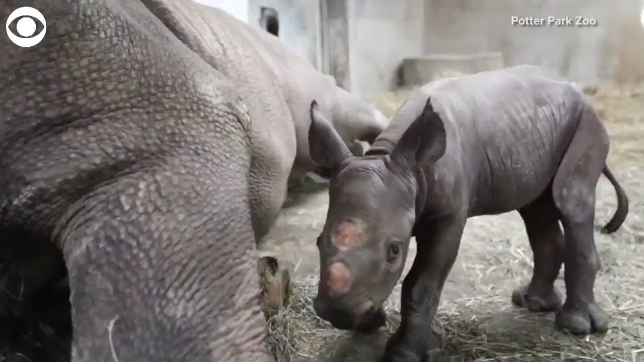 SO CUTE! Black Rhino Born On Christmas Eve