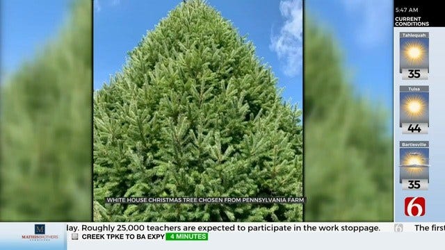 Christmas Tree Has Been Chosen For The White House