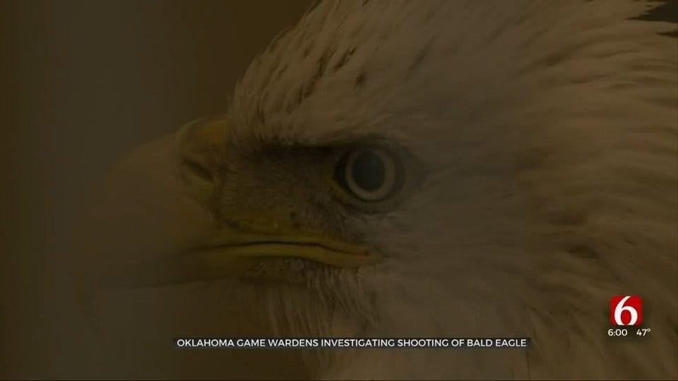 Bald Eagle Living At Tulsa Zoo After Intentionally Shot In Ottawa County, Vet Says