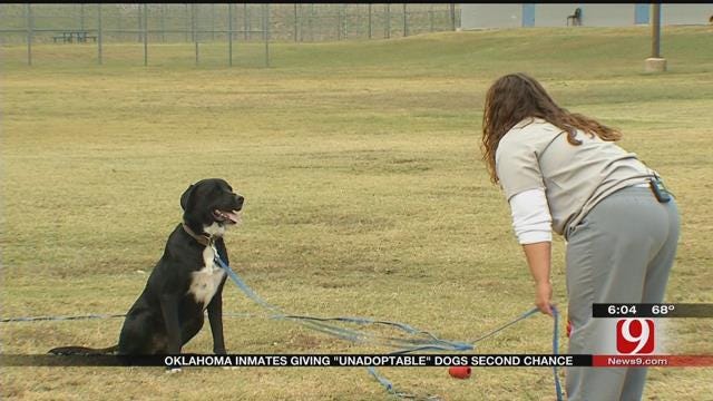 Oklahoma Inmates Giving 'Unadoptable' Dogs Second Chance