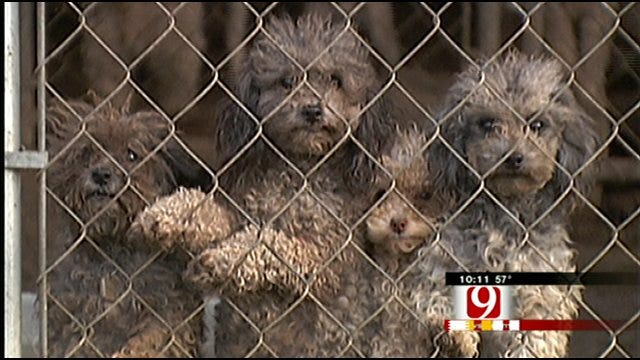 Fight Continues Over New Rules For Regulating Oklahoma Dog Breeders