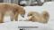 Watch: Copenhagen Zoo Shares Video Of Polar Bears Enjoying The Snow