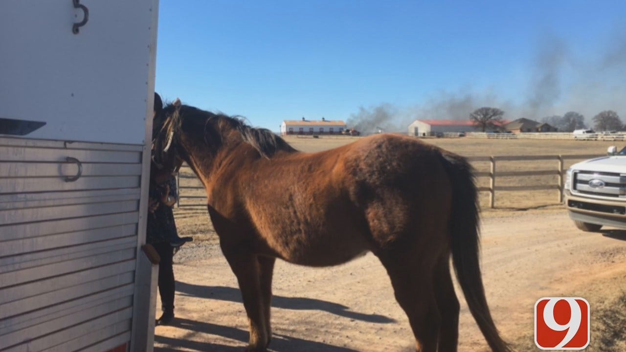 WEB EXTRA: Update On The Horses Rescued From The Valentine Ranch