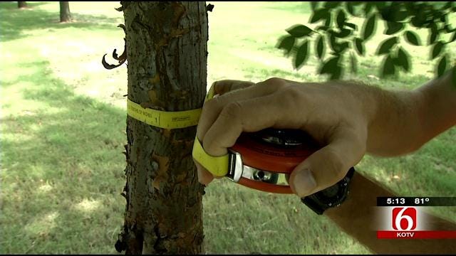 2 Tulsa College Students Spend Summer Counting Trees