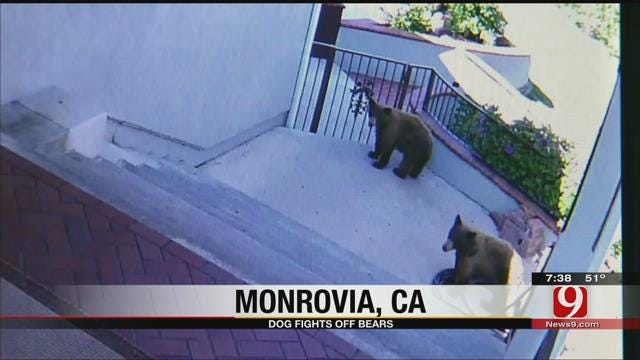 Dog Fights Off Bears From Home