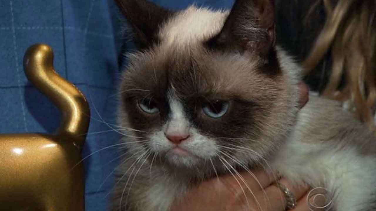 Grumpy Cat, the internet's most famous cat, dead at 7