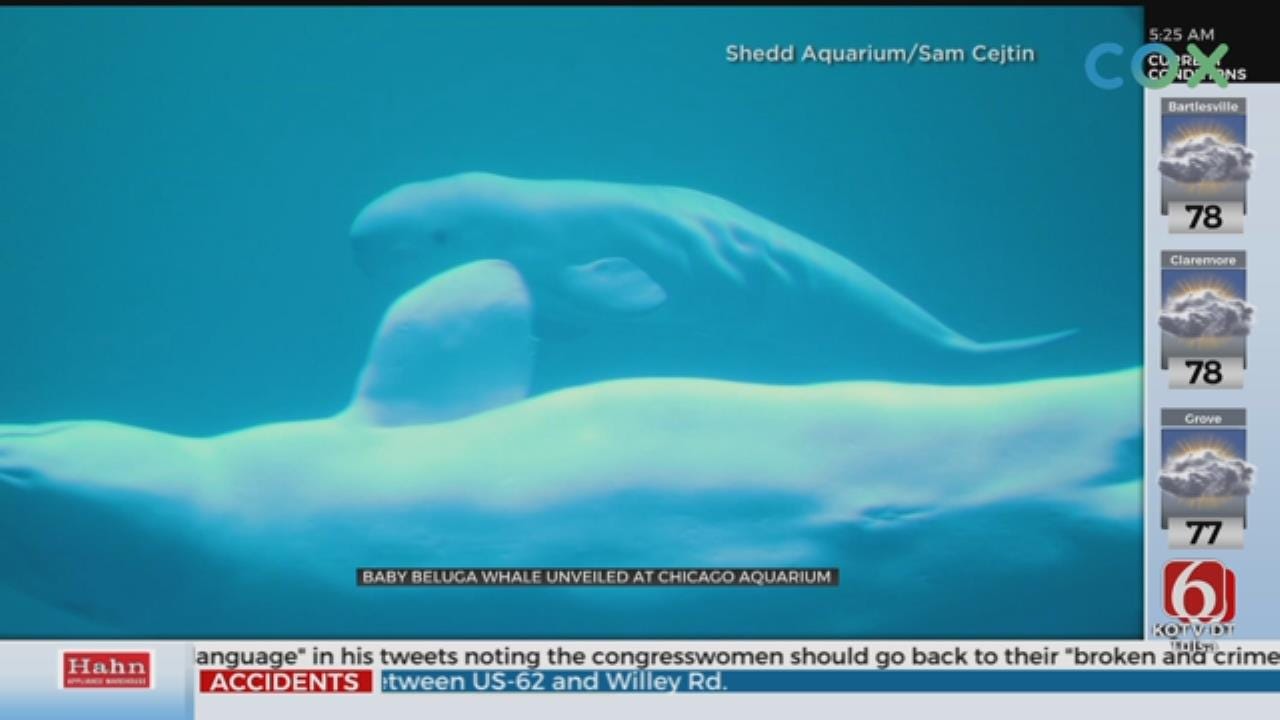 Baby Beluga Whale Unveiled At Chicago Aquarium