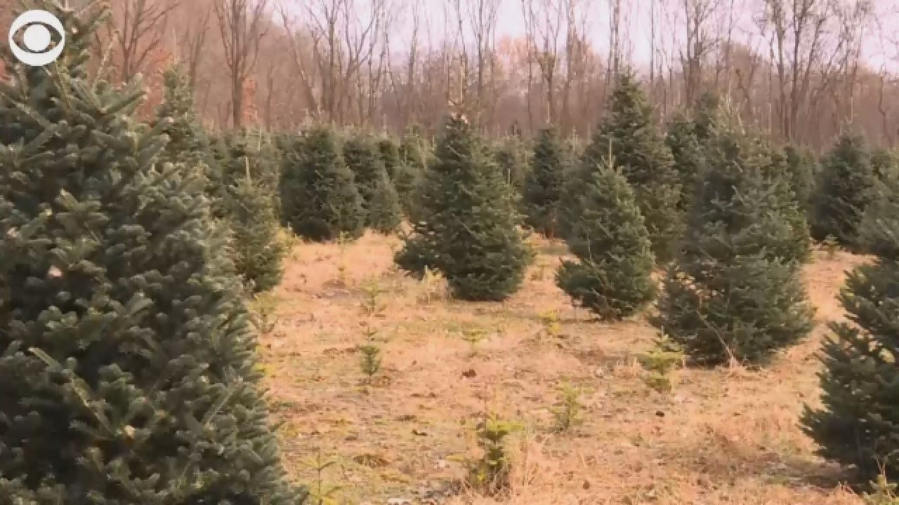 27 Million Trees Will Be Bought This Christmas