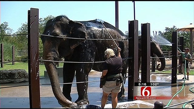 Tulsa Elephants Get A Scrub-Down Before Weekend ‘Elebration'