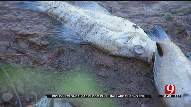 Biologists Say Algae Bloom Is Killing Lake El Reno Fish