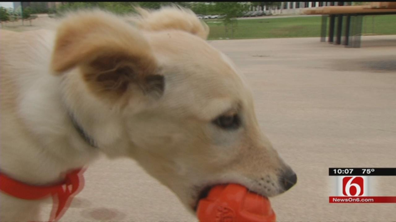 Stray Dog From Jenks Now In Training To Save Lives