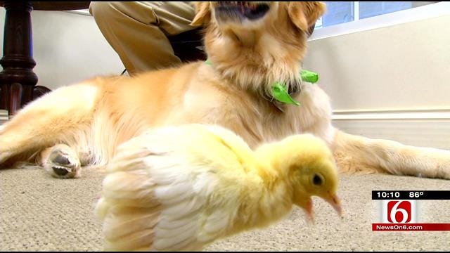 Abandoned Peacock Chick Finds Unlikely Friend In Tulsa Therapy Dog