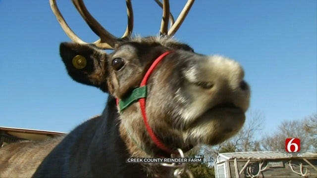 Bristow Man Raising Santa's Reindeer-In-Training