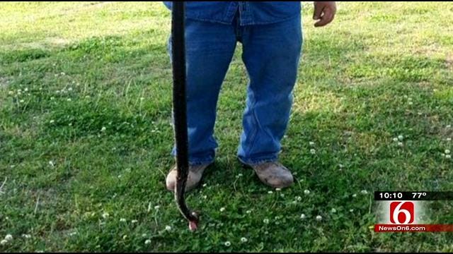 Construction Sends Snakes Slithering Into Owasso Neighborhood