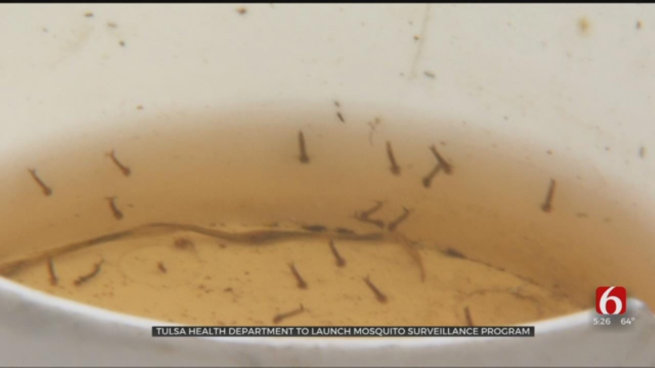 Tulsa Health Dept. To Launch Mosquito Surveillance Program