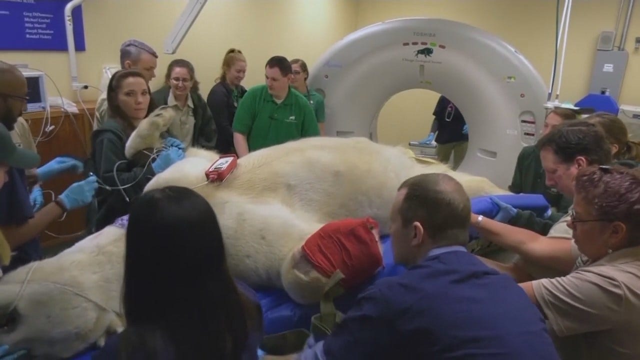 WATCH: Polar Bear Gets Medical Check-Up