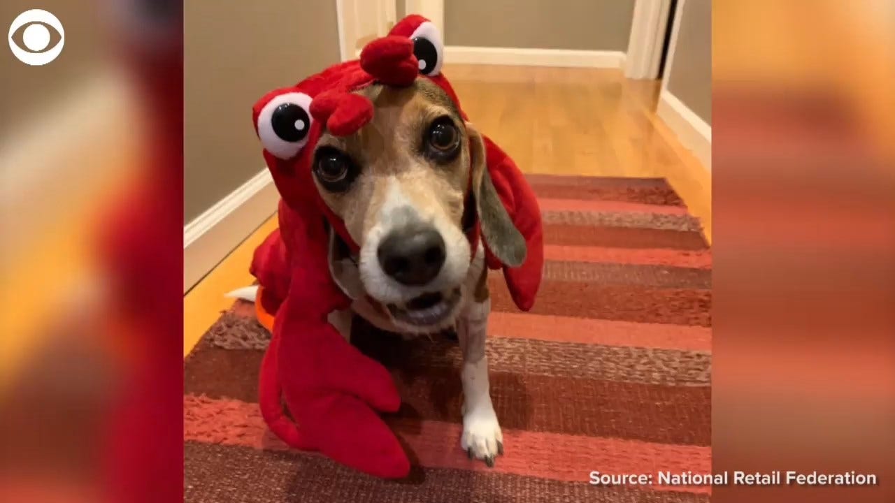 29 Million People Plan On Dressing Their Pet Up For Halloween