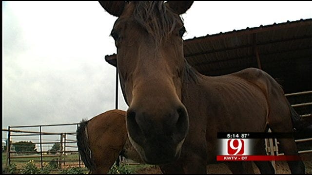 Miracle Horses Survive Oklahoma Twister