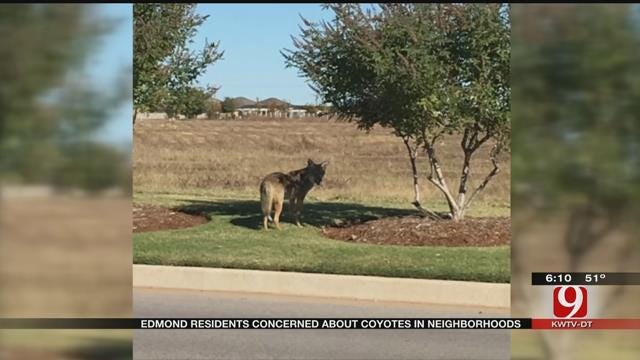 Edmond Residents Concerned About Neighborhood Coyote Sightings