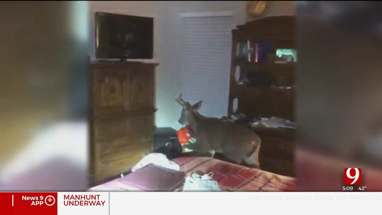 WATCH: Deer Crashes Through Edmond Home, Causes Damage