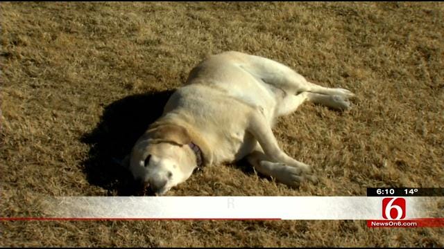Glenpool Fire Rescues Dog From Cold Water