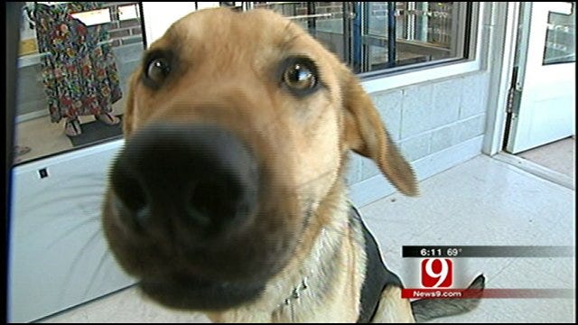 Dog Abandoned In Snow Storm Needs New Home