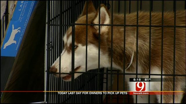 Last Day To Claim Pets Rescued After Moore Tornado
