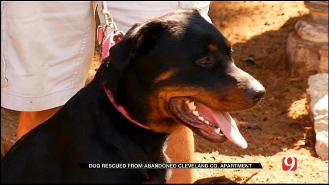 Dog Rescued From Abandoned Cleveland Co. Apartment