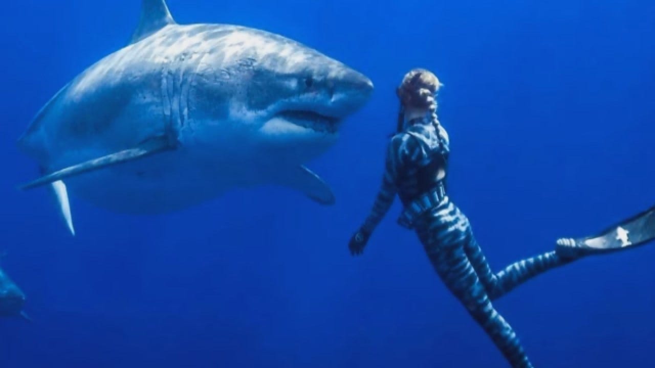 Huge Female Great White Shark With Twitter Following Resurfaces