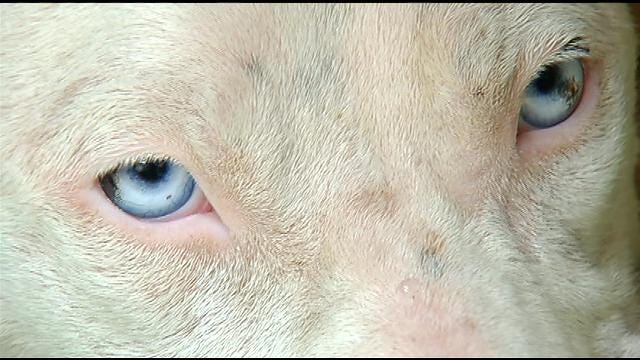Muskogee Animal Shelter Turns To Social Media To Help Abused Dog