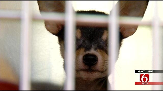 Total Of 60 Dogs Pulled From Tulsa Animal Hoarder's Home