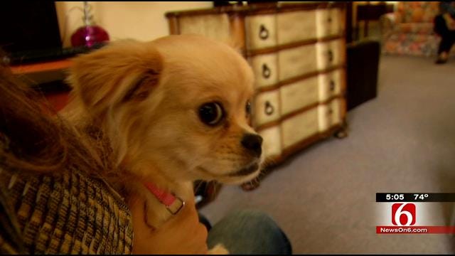 Domestic Violence Shelter Improvements To Allow Victims To Stay With Pets