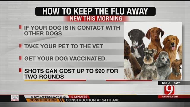 Vets Concerned Over Flu Epidemic In Dogs