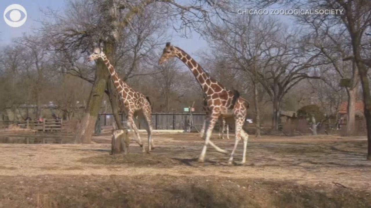 Giraffes Frolicking In Warm Weather