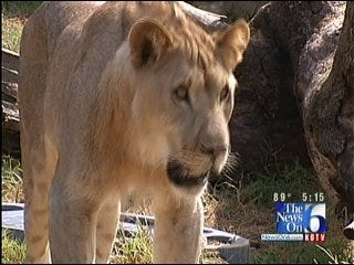 Special Activities Planned This Weekend For Tulsa Zoo Animals
