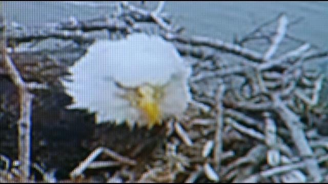 Web Cams Give Peek Into Oklahoma Bald Eagle Nest