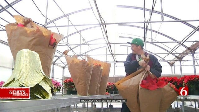 A New Leaf Spreads Holiday Cheer With Poinsettia Delivery