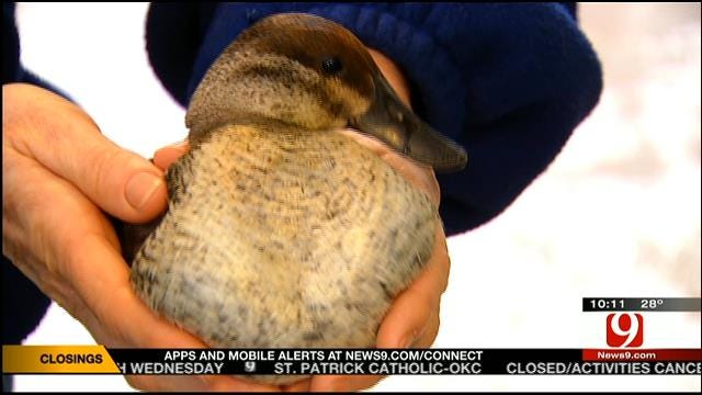 Icy Weather Causes Flock Of Ducks To Crash Near Noble