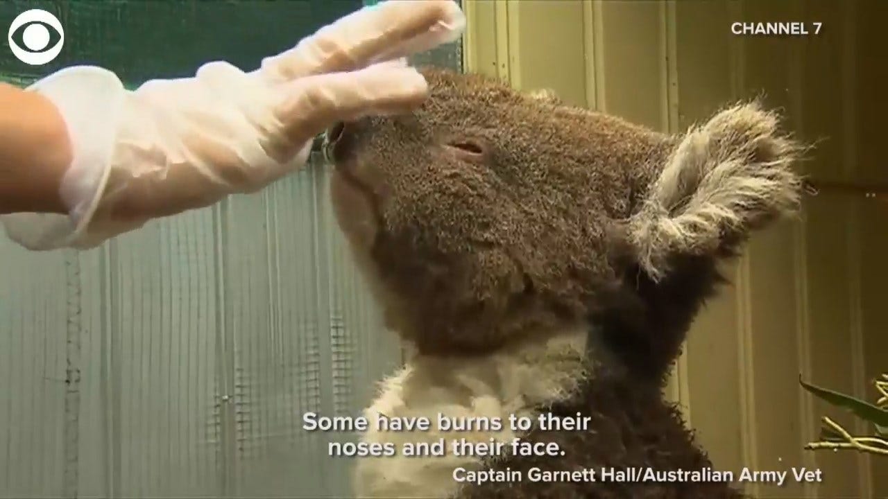 How Australian Residents Try To Save Animals From Bushfires