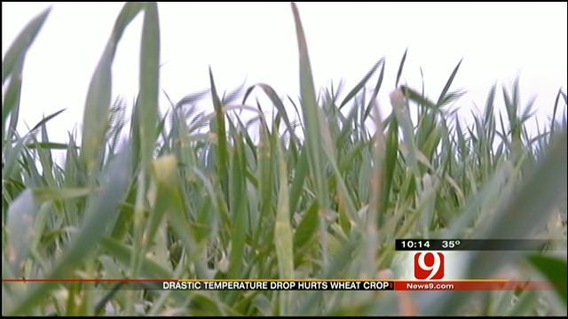 Cold Snap Could Devastate Oklahoma's #1 Crop
