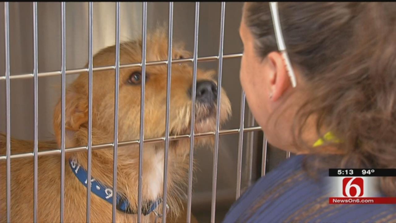 New Animal Adoption Center Opens At LaFortune Park