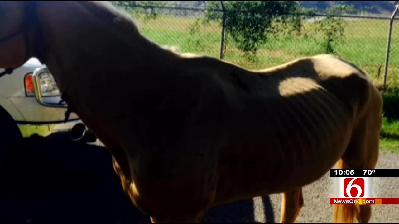 Muskogee Man's Horses Malnourished, Covered In Sores, Officials Say