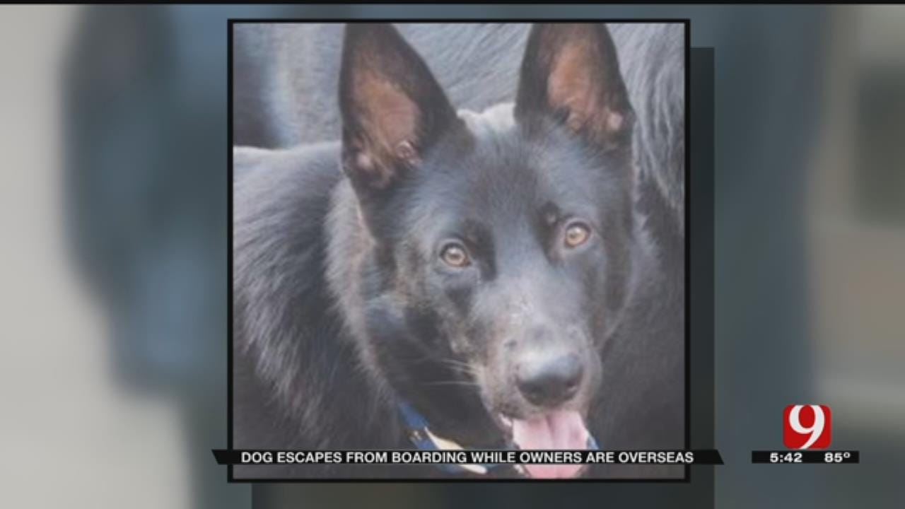Guthrie Community Joins In Search For Family's Missing Dog